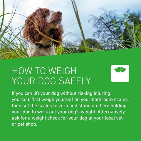 FRONTLINE Plus Flea & Tick Treatment for Small Dogs (2–10kg)